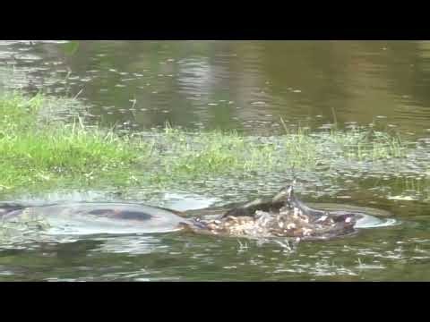 Juvenile alligator and 2 frogs just trying to catch something to eat in The Villages, Florida