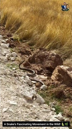 A Snake’s Fascinating Movement in the Wild! 🐍#Snake #Wildlife #NatureBehavior #snake #wildliferescue