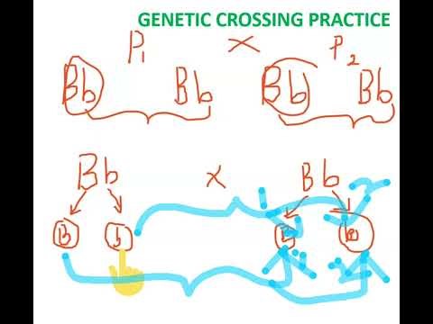 "Struggling with Genetics and Genetic Crossing in Biology? GENETICS - GENETIC CROSSING | PRACTICE 1
