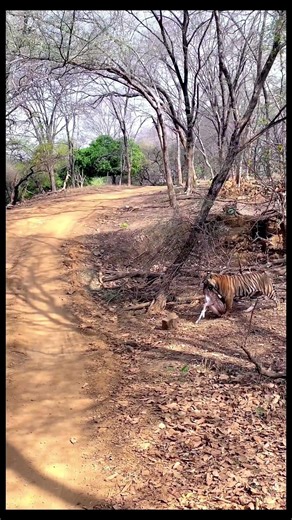 Tiger Territory Walk | The King Patrolling His Domain | Intense Close Encounter