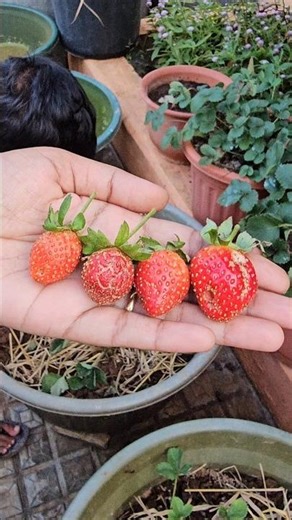 Strawberry harvesting #Strawberry #fruit #mygarden #gardening #shorts #viralvideo