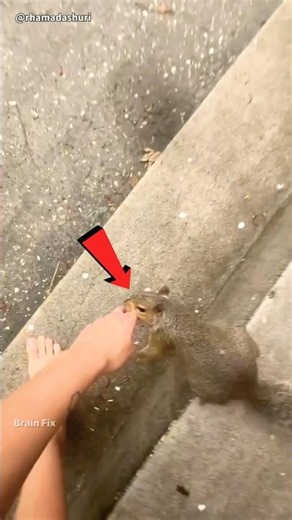 The magical friendship of cute squirrels! 🐿️