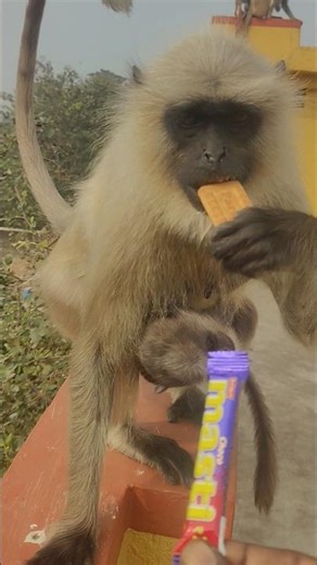 Monkey Runs From Our Rooftop With Baby for Biscuit & Cadbury 🐒🍫
