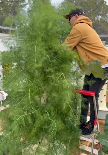 Vertical Vegetable Growing with Aeroponic Towers