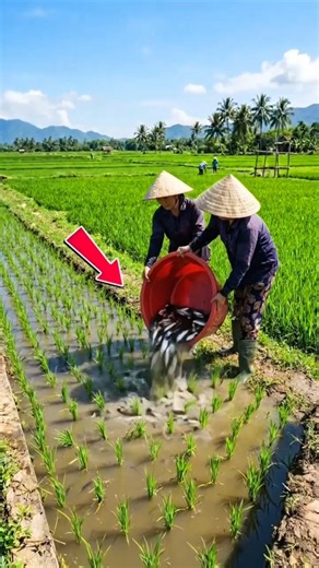 Rice Farming With Fish: The 1800-Year-Old Chinese Farming Secret That Feeds Millions