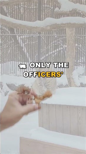 Badgers Mourn Their Dead in a Heartbreaking Way