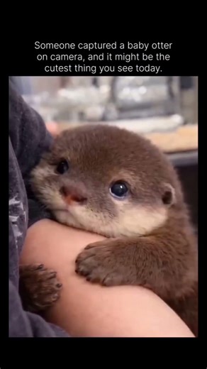 Ever seen An Otter this Cute!! #junglejumps #animals #facts #wildlife #seaotter #cuteanimal #cute