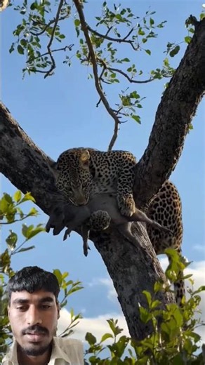 Today Lunch,😋‼️traditional Meal 😋😲 very delicious food, Enjoying#culture #africa #wildlife #shorts