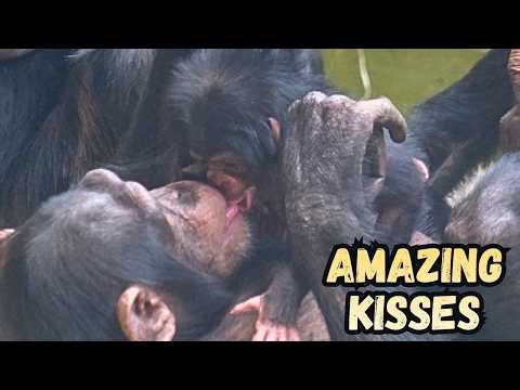Awesome Kisses and Cuddles For Chester Zoo Newborn Baby Chimp #babyanimals