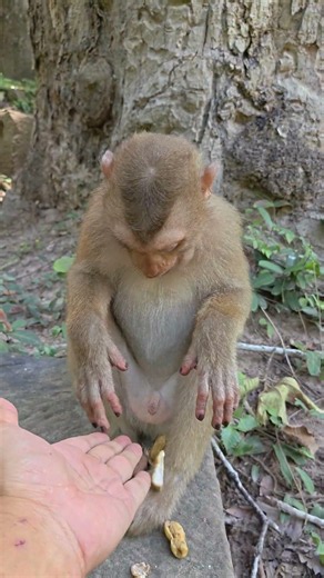 💖 Meet the cutest monkey on the internet today! 🐵