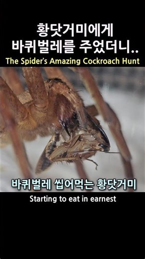 The Spider’s Amazing Cockroach Hunt