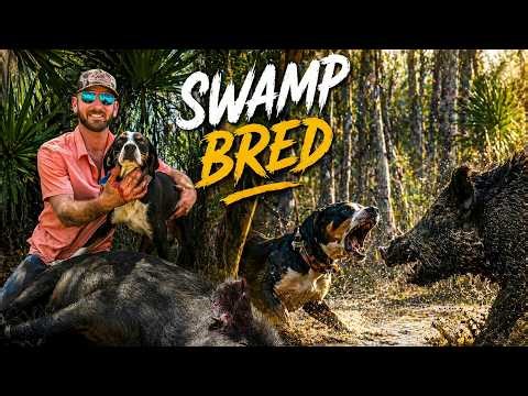 Hunting Hogs With Dogs! Hunt Giveaway!