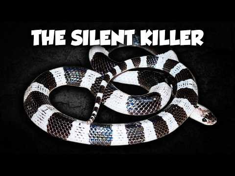 THIS is the Snake Bite to Worry About - The Malayan Krait