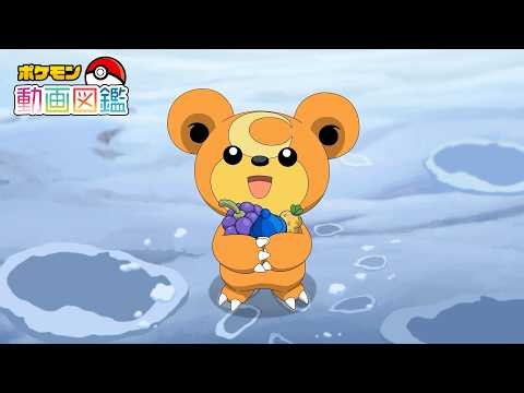 【公式】「ポケモン動画図鑑」No.0216 ヒメグマ