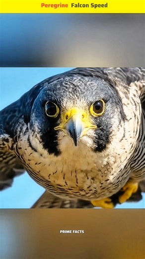 Nature's Fastest Hunter | Peregrine Falcon
