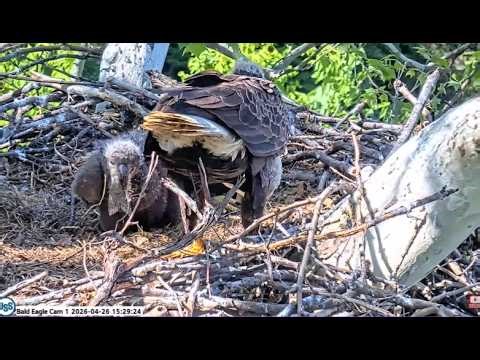 USS Bald Eagle Cam 2 on 4-26-26 @ 15:20 Irvin brings in a fish and feeds 26 & 28 day eaglets