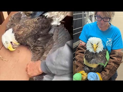 2 Bald Eagles, One Electrocuted, One Found In A Pig Pen, Hoping To Recover