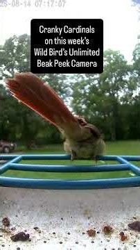 Wild Bird’s Unlimited Beak Peek Camera (8/15/26)