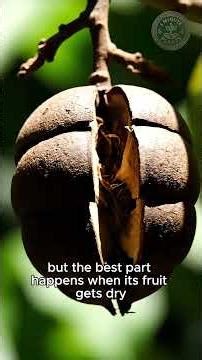 Meet The Sandbox Tree! 🌳💚