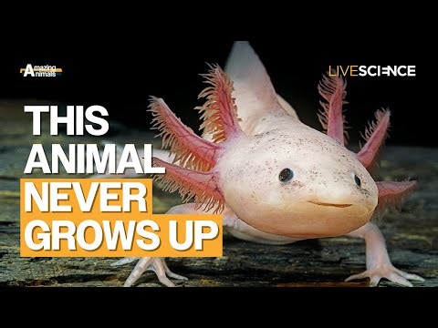 Axolotl: The amphibian that never grows up | AMAZING ANIMALS