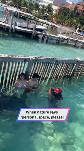 Baby shark interaction takes an unexpected turn in the water