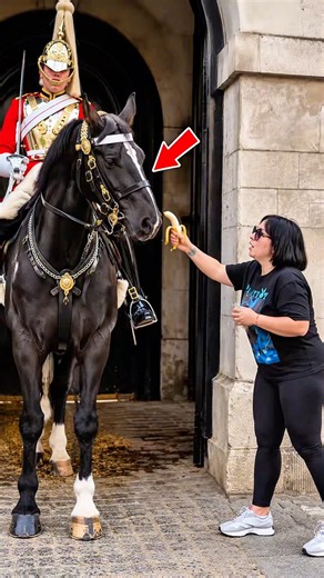 This Royal Guard Horse Said No To A Banana Like He Was Waiting For Something Better 🍌🐴