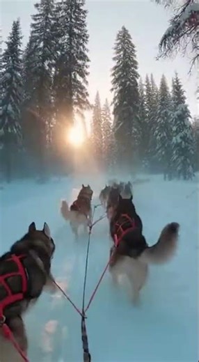 Sled Dog Race POV Dawn Run Through Snow Forest