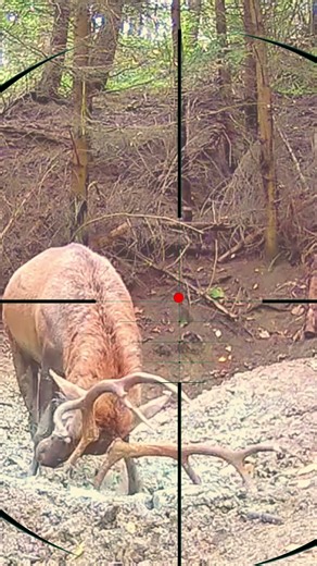 Elk Hunting | Wapiti-Jagd | Chasse au wapiti