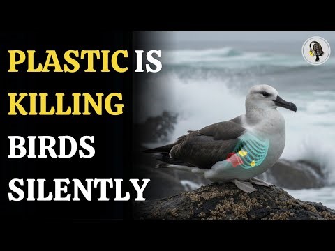 Plasticosis: New Deadly Disease in Birds Caused by Plastic Pollution | WION Podcast