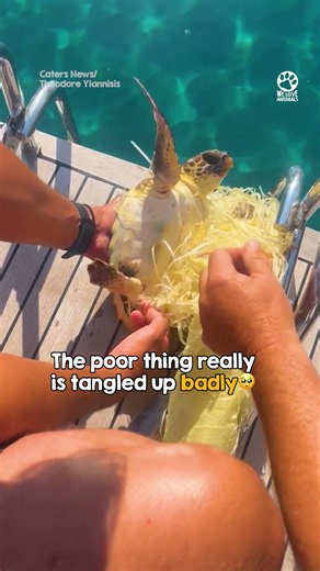 Helpless Turtle Badly Tangled in Ropes Finally Gets Help 🥹🙏