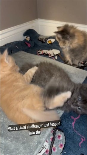 5-Week-Old Maine Coon Kittens Have Taken Over the Nursery!