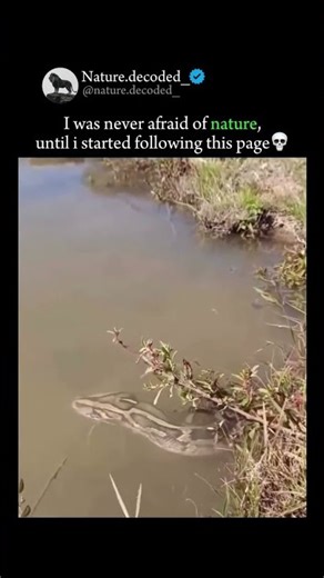 I Found The World's Largest Snake!