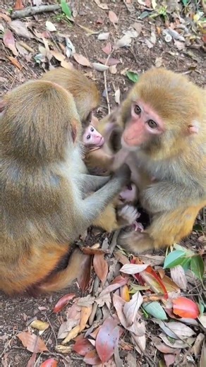 Baby Cries. Family Arrives. Threat Regrets It. | Smallest In The Troop. Most Protected.