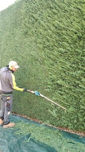 Makita Battery HEDGE TRIMMER #shorts