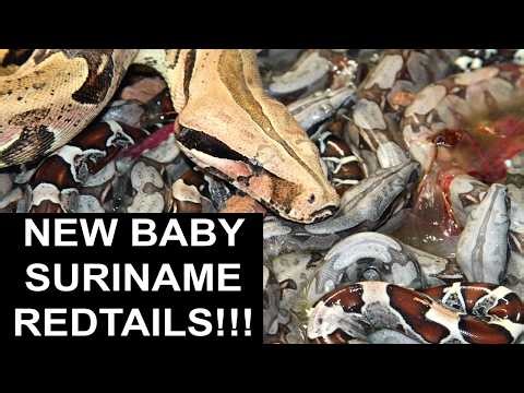 Just Born, Outstanding Suriname Red Tail Boas!