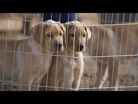 Super Bowl Greatest Commercials - Budweiser