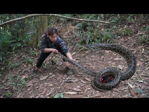 Skills in catching wild chickens; giant pythons attacking my prey. survival instinct skills