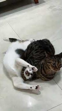 Hilarious Cat Fight Moments 🥊 | Cute Kitten Battle That Feels Totally Wild 🐈