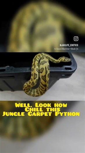Up close with a jungle carpet python 🐍Still think snakes don’t make good pets?Calm and curious