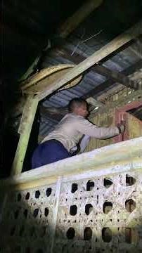 Massive Python Found in House Rafters