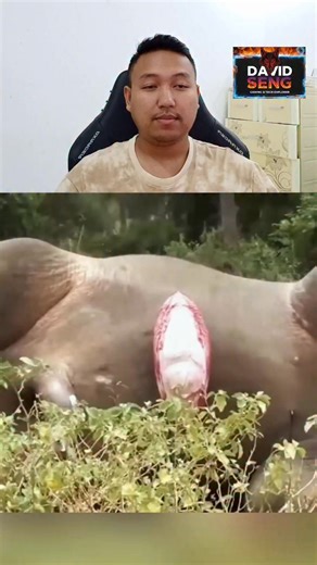 Seng David on Instagram: "Why do some dead animals explode? This short video explains the real science behind why elephants, hippos, and whales swell up and sometimes burst after death. It’s all about gases, pressure, and biology—no myths. #sharknowlenge #explanation #science #animals #HappyNewYear2026"