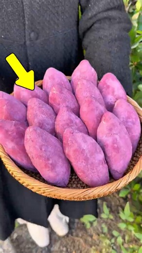 3 Japanese Experiences You Won’t Believe Are Real 🇯🇵