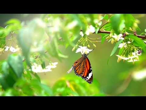 All Creature's of our God and King (Instrumental) Traditional Beautiful Hymn -Arranged by Tim Janis