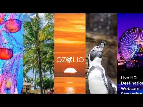 LIVE Maui Beach Cam | Napili Kai Beach Resort | Hawaii Ocean View