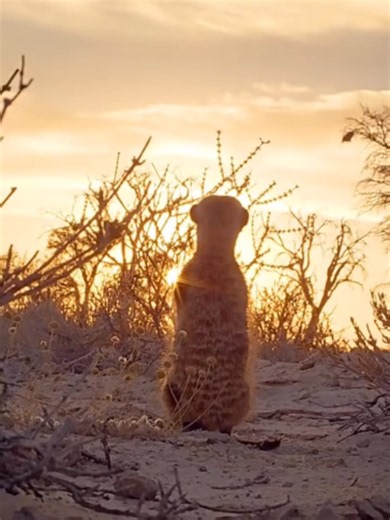 Meerkat Leadership: How Troop Decisions Shape Survival