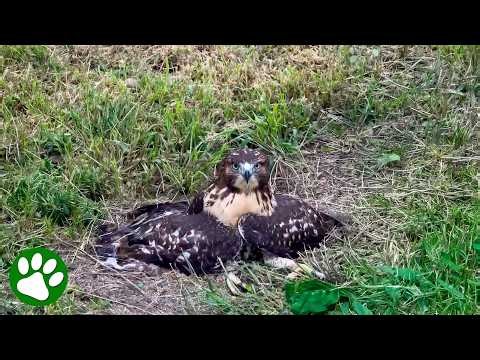 He Refused to Leave This Hawk Behind🥹❤️