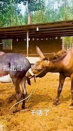 Funniest Donkey Ever Donkey Training the fun way 215