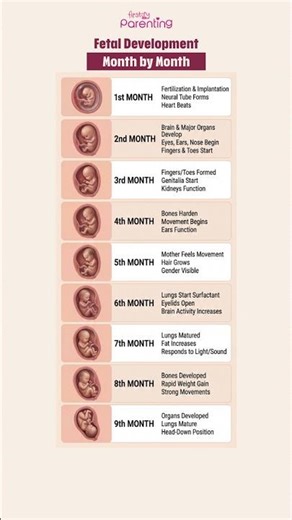 Fetal Development By Month | How Baby Grows In the Womb | Fetal Development Stages