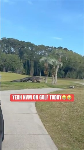 GATOR ATTACK ON GOLF COURSE ⛳️