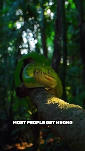 How a Python Really Kills #wildlife #animals #python